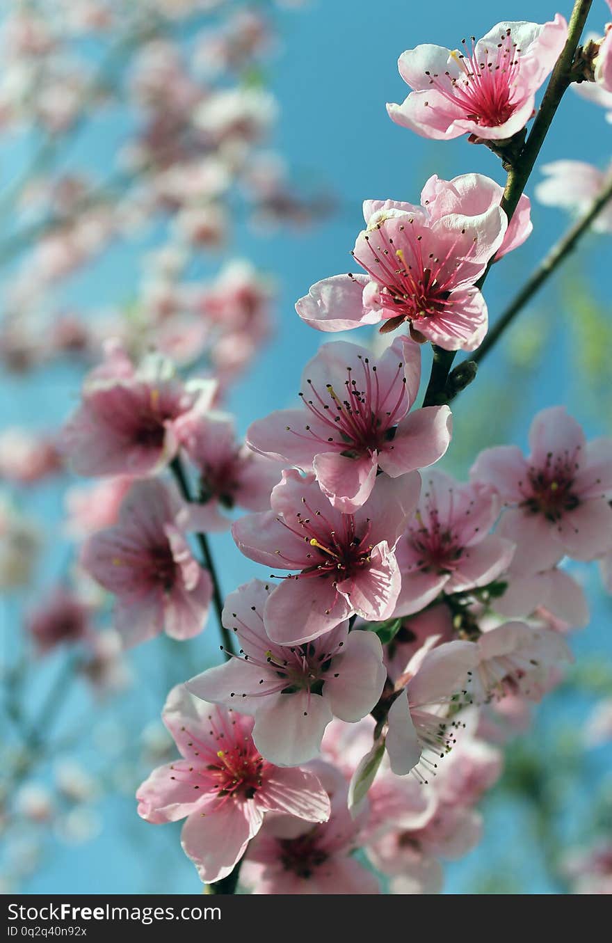 Pink Cherry Blossom Flower In Spring Time Over Blue Sky