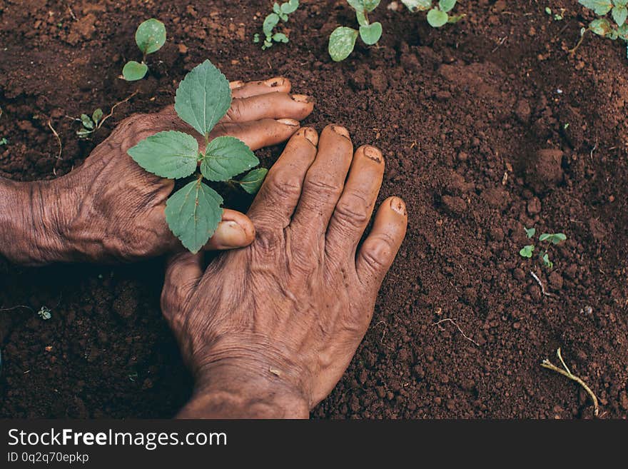 Two hands of the men were planting the seedlings into the ground to dry