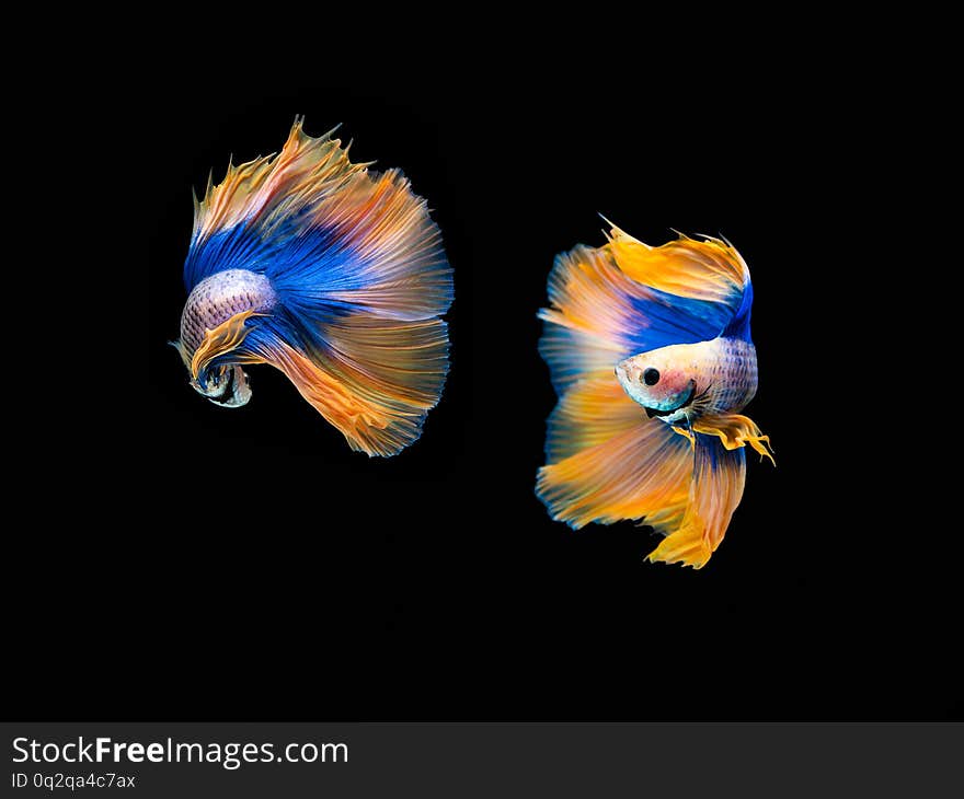 Action and movement of Thai fighting fish on a black background