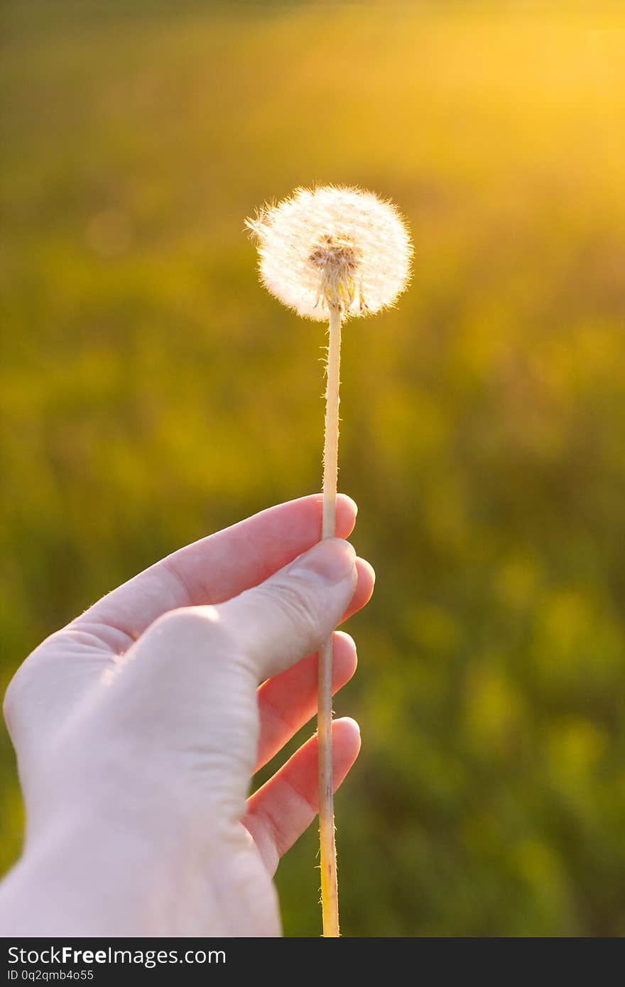 Stem of fluffy dandelion in woman hand on sunset. Selective focus, film effect and author processing.