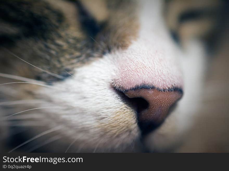 Close up of cute sleeping cat, deed, selective , blurred background