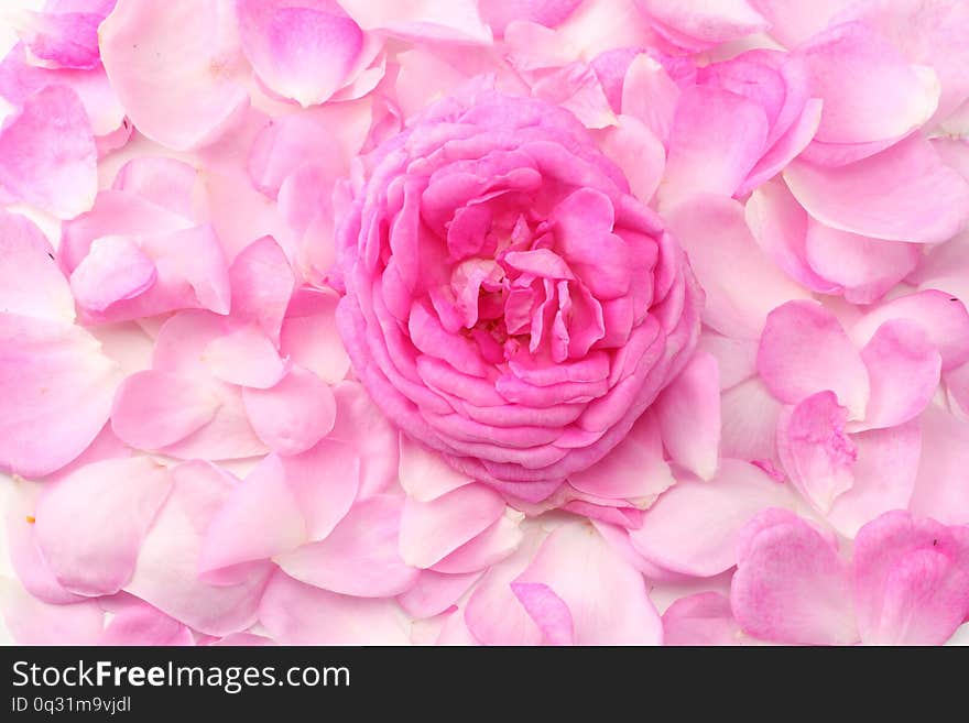 pink rose petals isolated on white background. top view