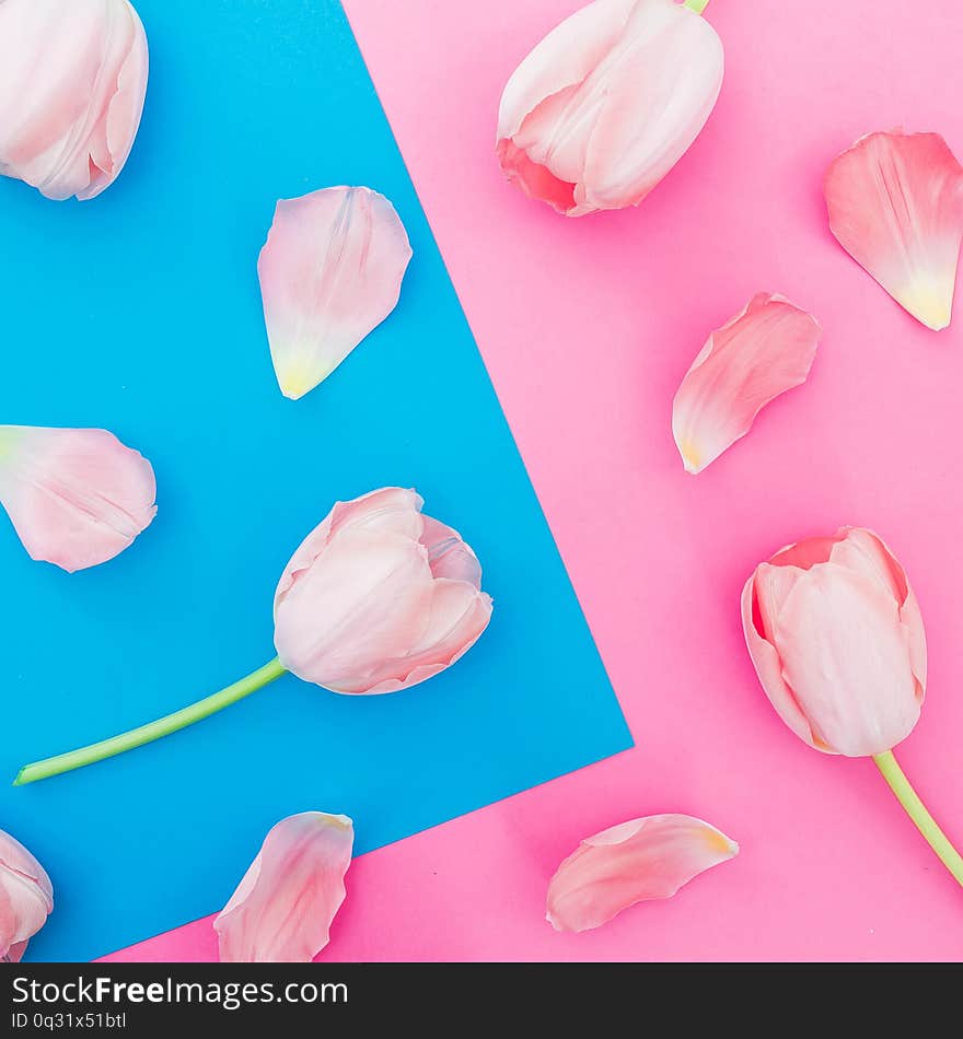 Tulips flowers pattern on blue and pink background. Top view. Flat lay