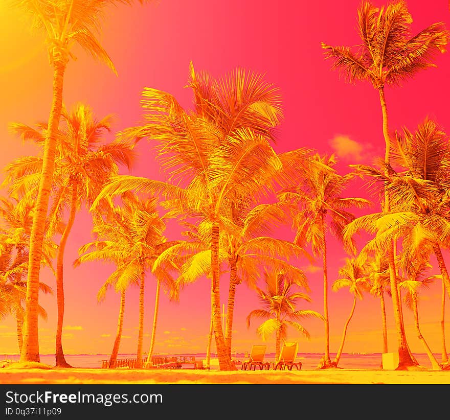 Rich and colourful landscape. Beach holiday. Palm trees against the sky. The sunbeds on the sand