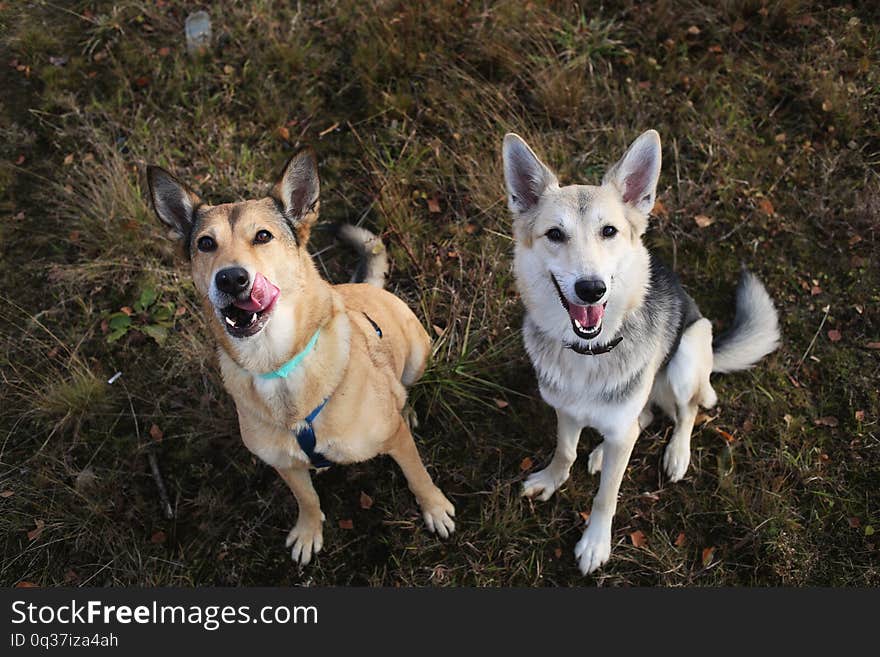 Two Dogs At Husky And Red Mongrel Dog Sitting On A Green Meadow Looking At Camera