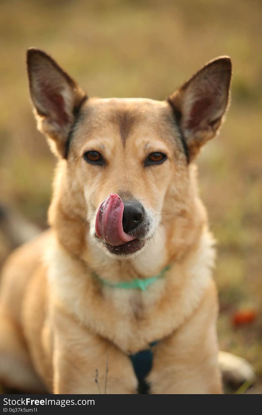 Portrait of a red mongrel dog lying in a filed looking at camera. Yellow, green, grass and background. The dog licks his lips. Tongue out. Portrait of a red mongrel dog lying in a filed looking at camera. Yellow, green, grass and background. The dog licks his lips. Tongue out