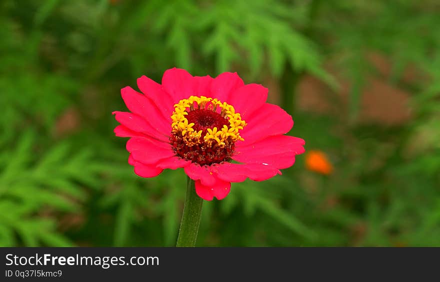 In this photo you can see: Lovely garden flower of zinnia peruvian