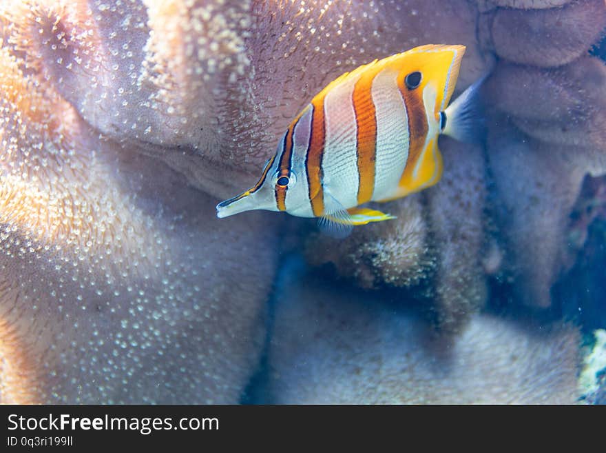 Tropical egzotic fish in the aquarium. Tropical egzotic fish in the aquarium