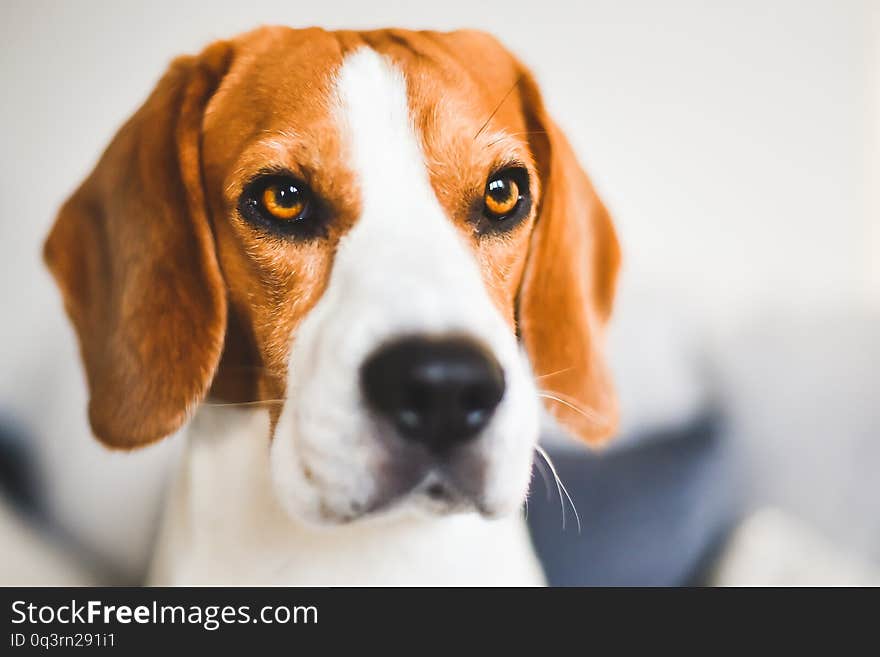 Beagle dog sad eyes big nose. Portrait