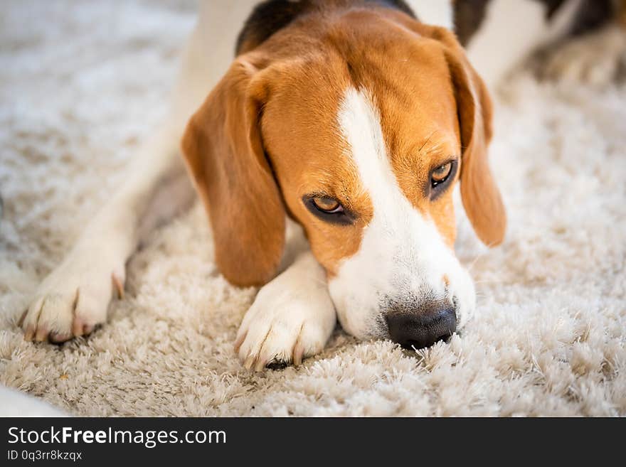 Beagle dog lying down on a carpet looking tired falling sleep. Closeup