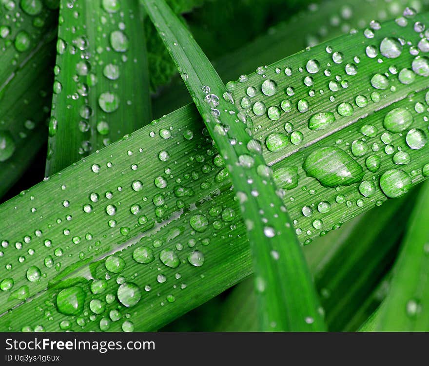 Dew drops on the leaves. lily leaves after the rain. close up