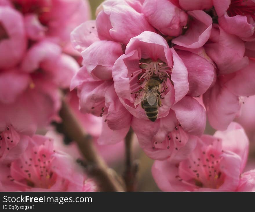 Honey Bee in blooming pink flower. Interior foto. Plants for gardens. Close up