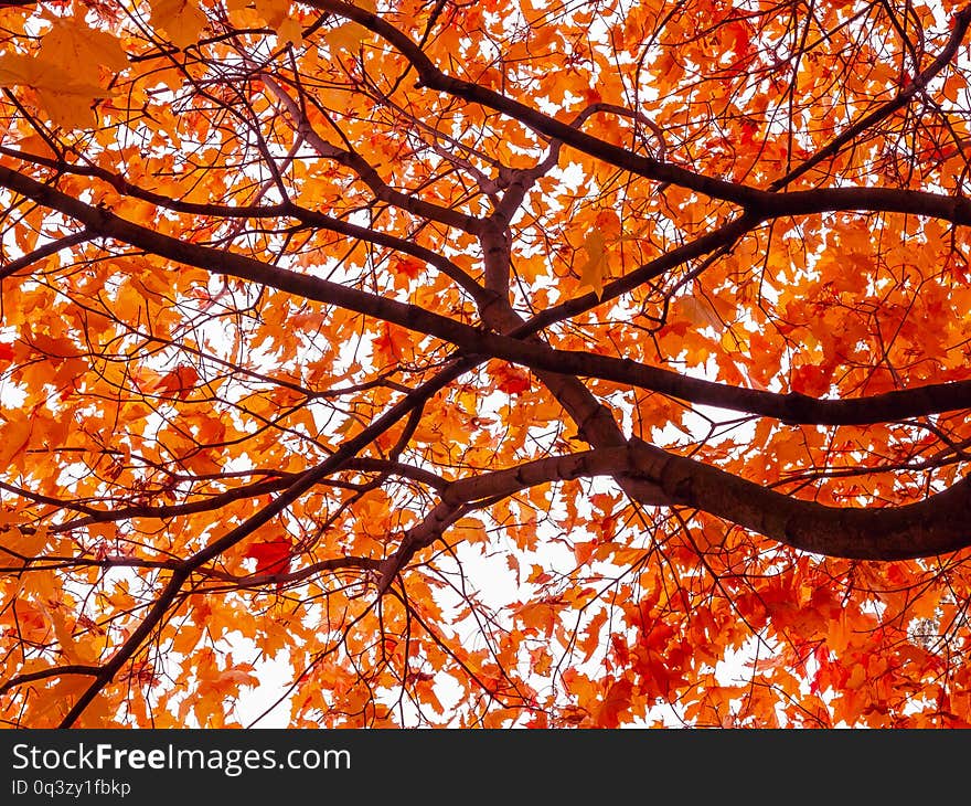 Beautiful autumn landscape. Crown yellow-orange maple sunny day. Background Texture