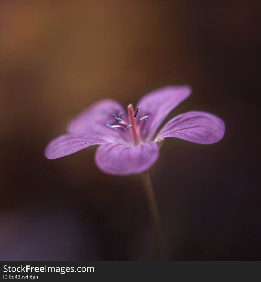 Purple flower on sunset background. Meadow geranium, or meadow cranes-bill. Close-up, macro, side view on brown background. Textured petals.