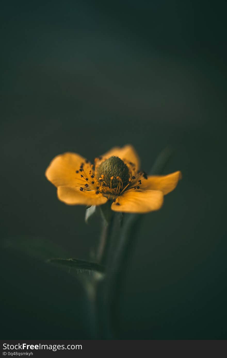 Yellow flower on dark green blurred background. Cinquefoil or potentilla. Macro, close-up side view. Wild plant in the meadow