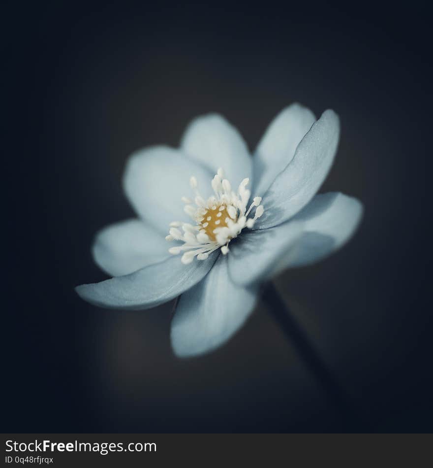 Blue hepatica on a dark black blurred background. Spring flower with white stamens. Macro close-up, side view.