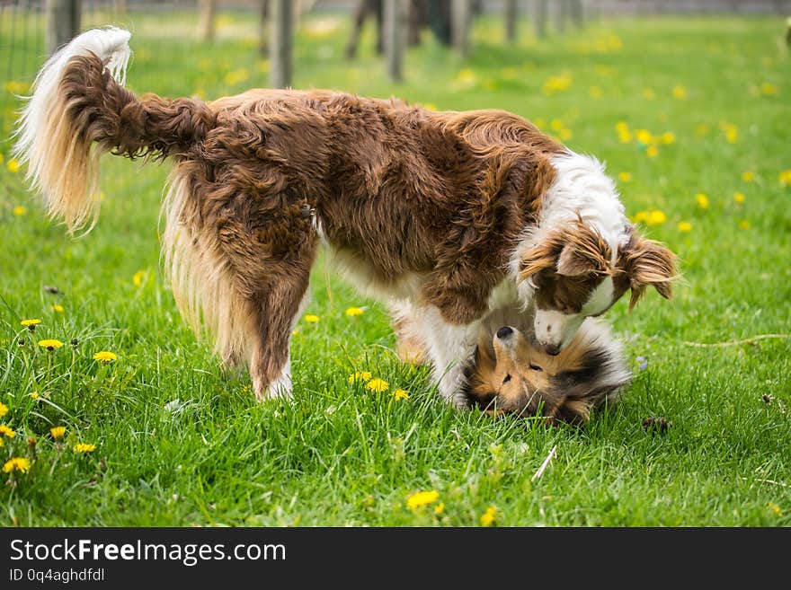 Two beautiful collie dogs are played on green grass