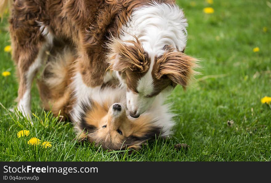 Two beautiful collie dogs are played on green grass