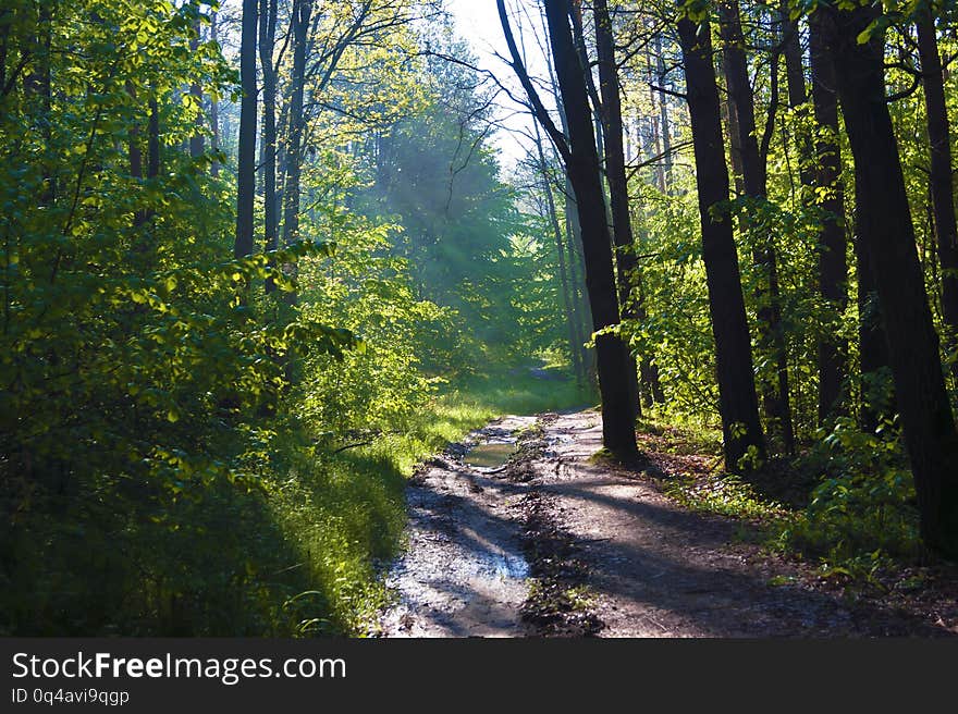 Forest after rain, trees, road and puddles