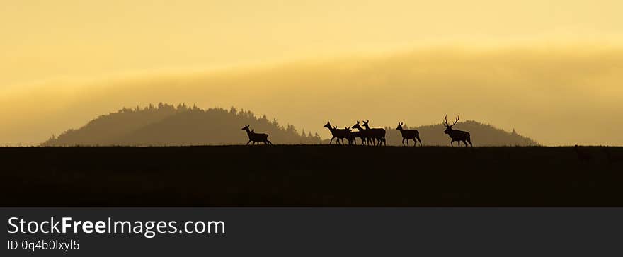 Panoramic scenery of red deer herd, cervus elaphus, walking on a horizon at sunrise. Dark silhouettes of wild animals in nature with colorful landscape in the background with copy space. Panoramic scenery of red deer herd, cervus elaphus, walking on a horizon at sunrise. Dark silhouettes of wild animals in nature with colorful landscape in the background with copy space.