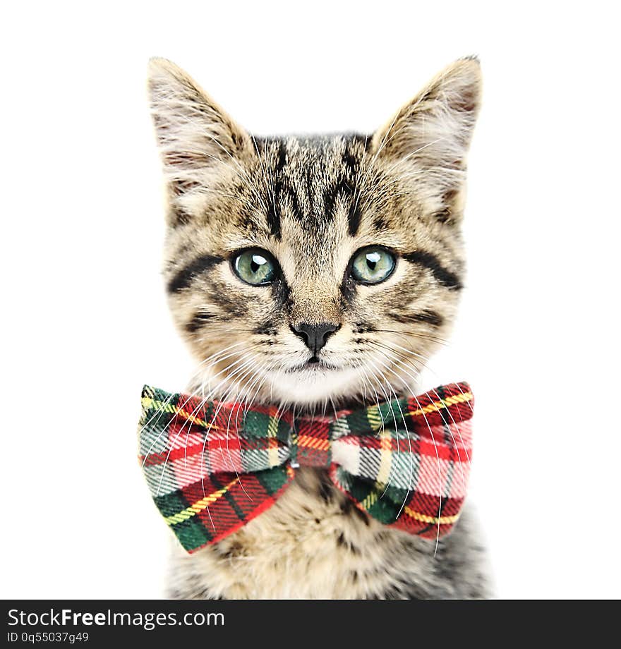 Kitten portrait closeup isolated on white. Nice beautiful cat with bow. Kitten portrait closeup isolated on white. Nice beautiful cat with bow