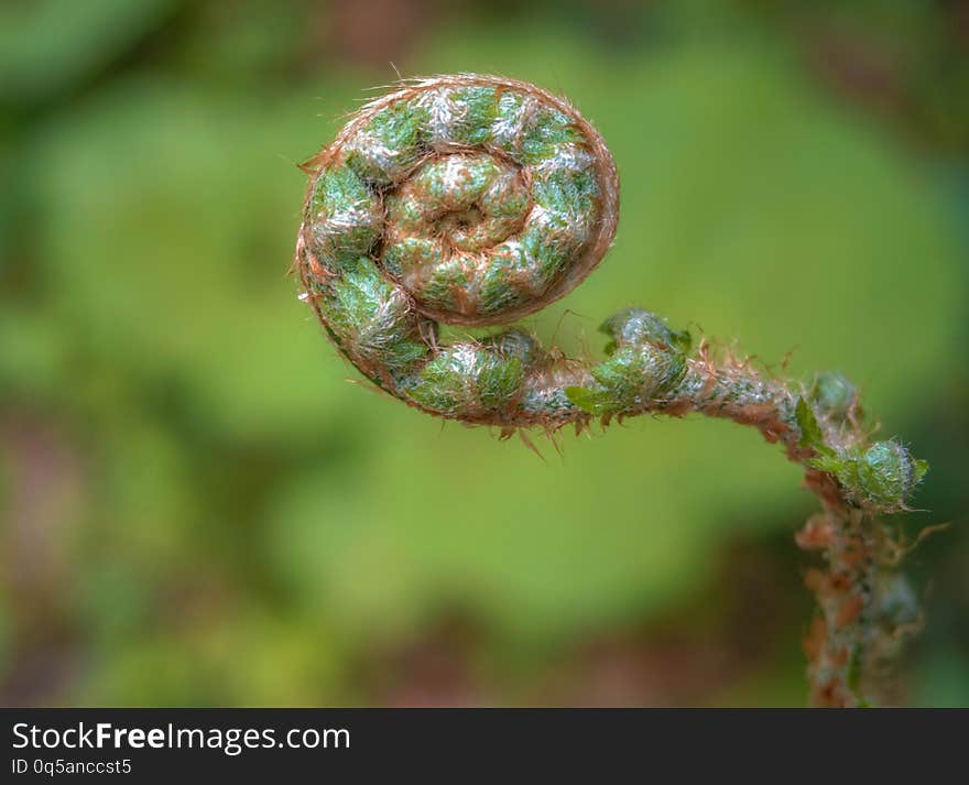 Ferns bud in natural environment