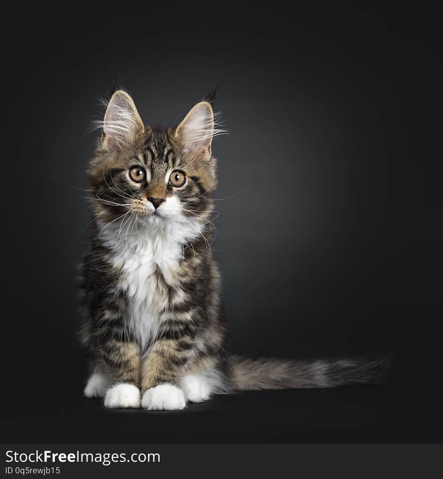 Cute black tabby with white Maine Coon cat kitten, sitting facing front. looking beside camera with orange / brown eyes. Isolated on black background. Tail beside body. Cute black tabby with white Maine Coon cat kitten, sitting facing front. looking beside camera with orange / brown eyes. Isolated on black background. Tail beside body