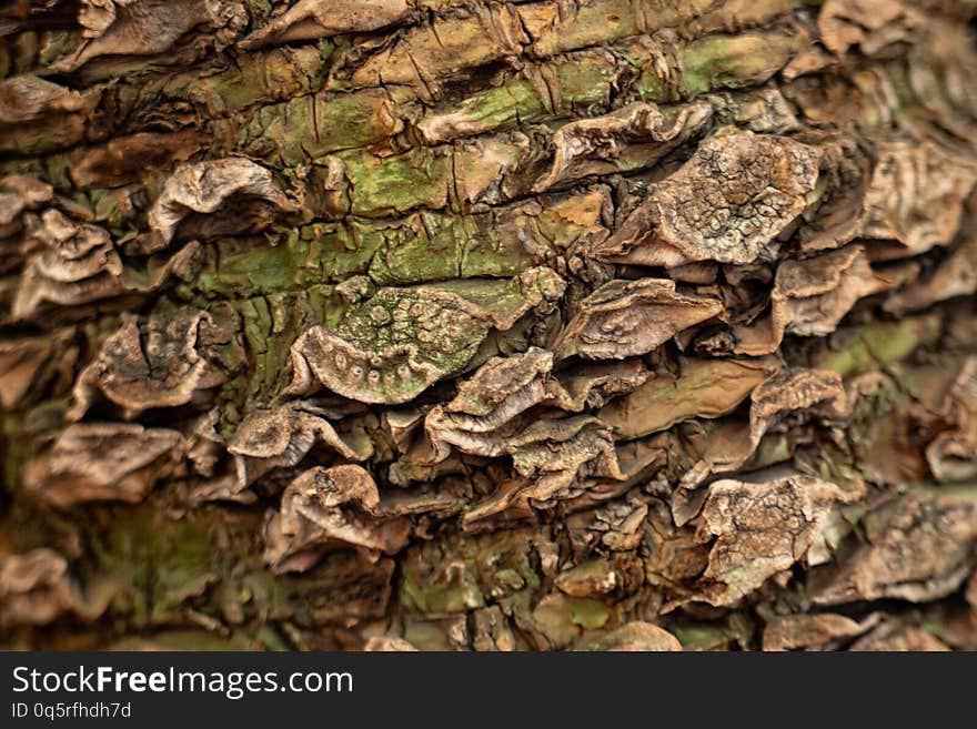 The texture of the tree bark blurred focus. The texture of the tree bark blurred focus