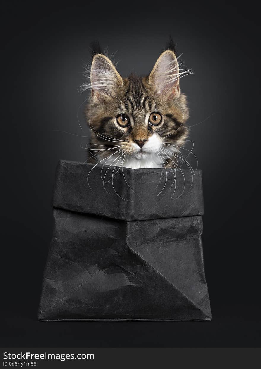 Cute black tabby with white Maine Coon cat kitten, sitting front view in black paper bag. Looking up with orange / brown eyes. Isolated on black background. Cute black tabby with white Maine Coon cat kitten, sitting front view in black paper bag. Looking up with orange / brown eyes. Isolated on black background