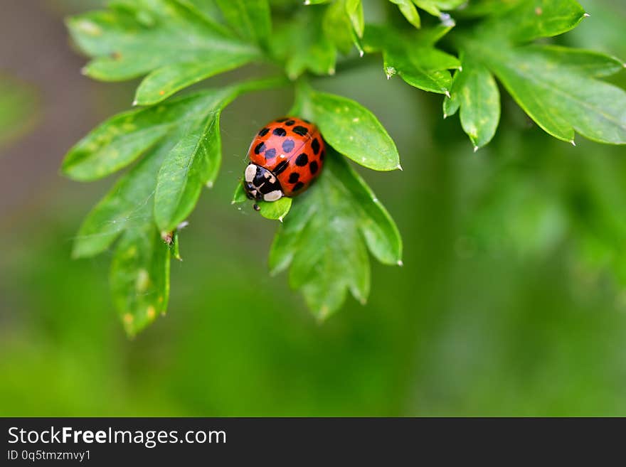 Beautiful lady bug close up in the sunshine