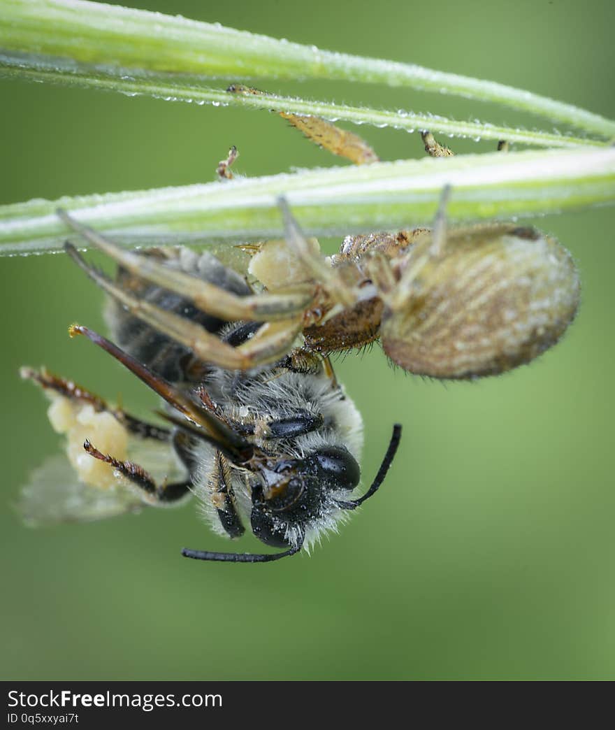 Xysticus spider hunter eating small died honeybee