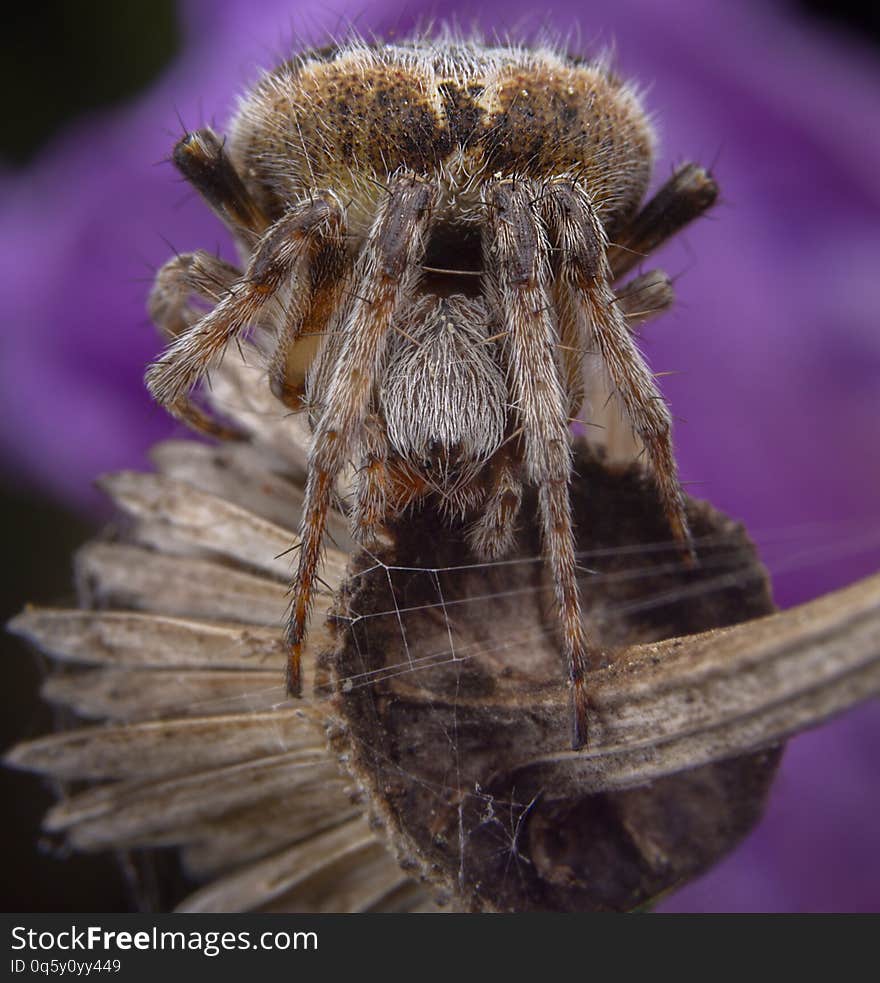 Big agalanatea redii or agalenatea redii spider posing on purple flower