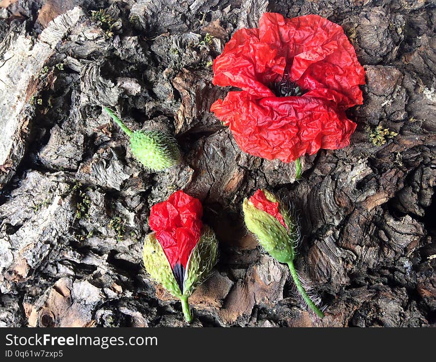 Red poppy flower on tree trunk