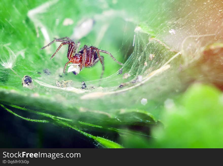 Spider in a web in a den wild life of insects. Spider in a web in a den wild life of insects