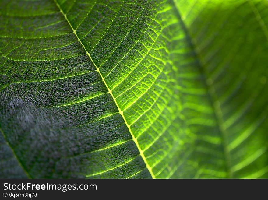 The structure of a fleece green leaf on a sunny day. Cropped shot, horizontal, nobody, place for text, blur, macro. Concept of natural beauty and botany.