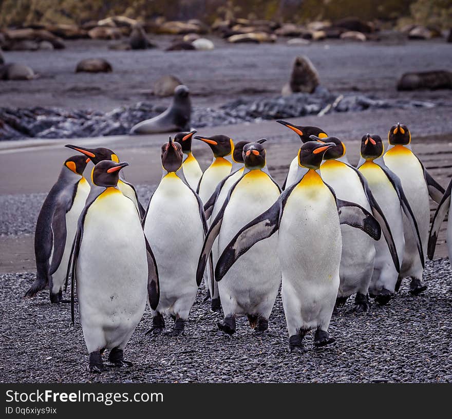 Flock of King penguins walk down beach surrounded by fur seals in Falkland Islands