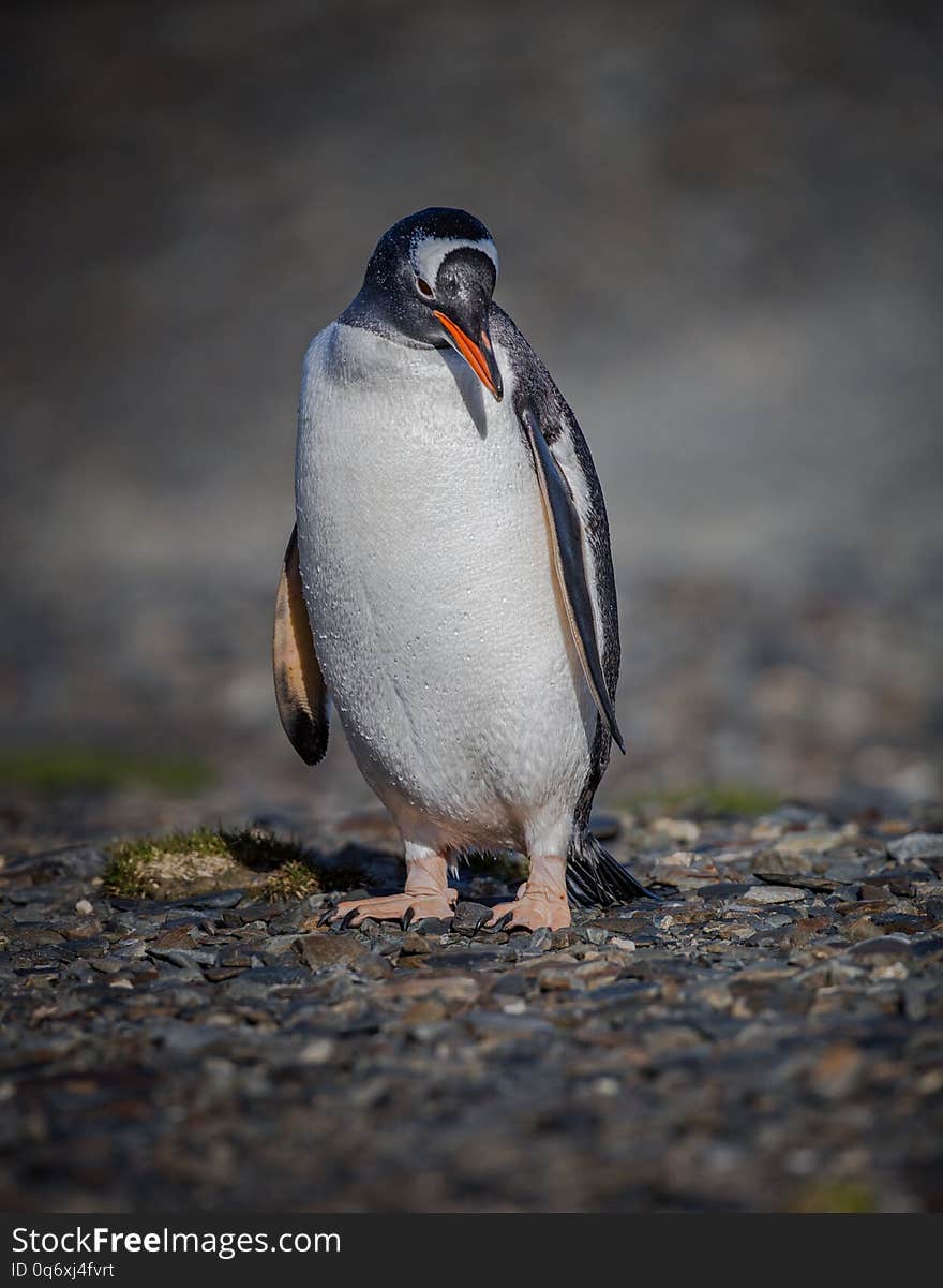 Gentoo Penguin In South Georgia, Near Antarctica