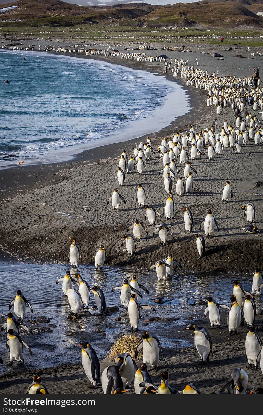 Hundreds of king penguins walking away from danger in South Georgia