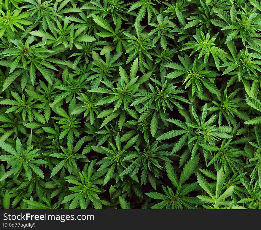 Background of young shoots of marijuana. Growing organic cannabis on the farm. Wallpaper of marijuana