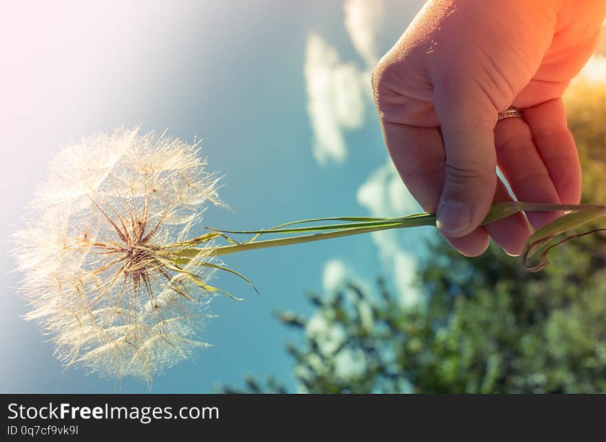 Blooming beautiful colorful wild flowers in view