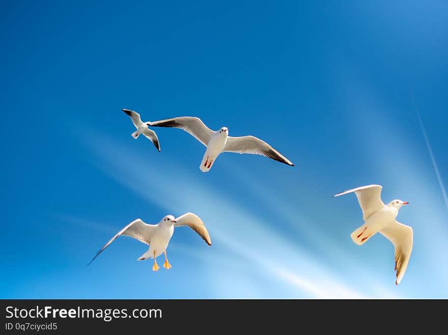 Seagulls are  flying in a sky