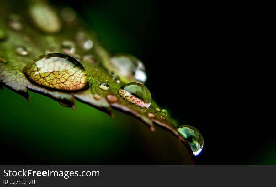 Rain drops and fresh rose leaf