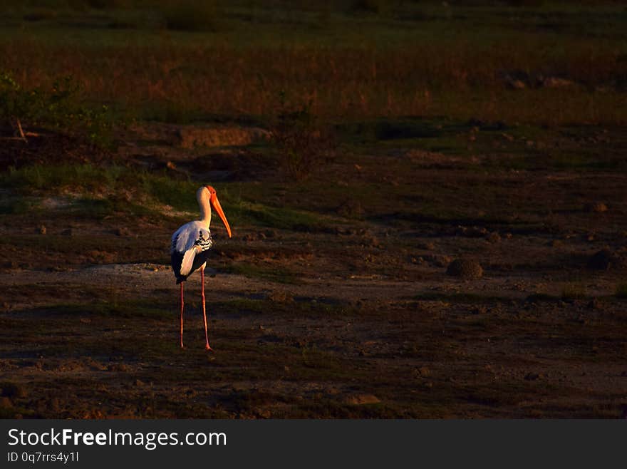 Standing Alone In Golden Hours