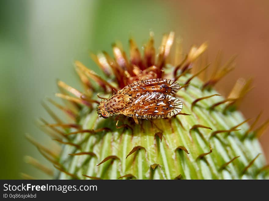 Macro of colorful Paracantha fruit fly on the Cirsium texanum bud. Texas Insects