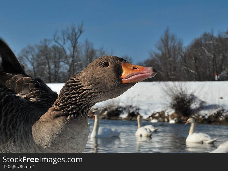 Duck on the river Bank
