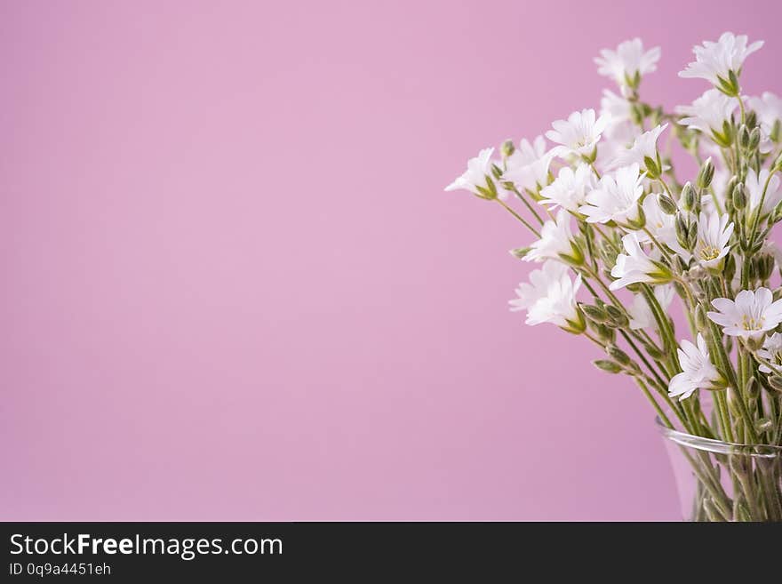 White Flowers Bouquet In Glass Vase On Pink Background