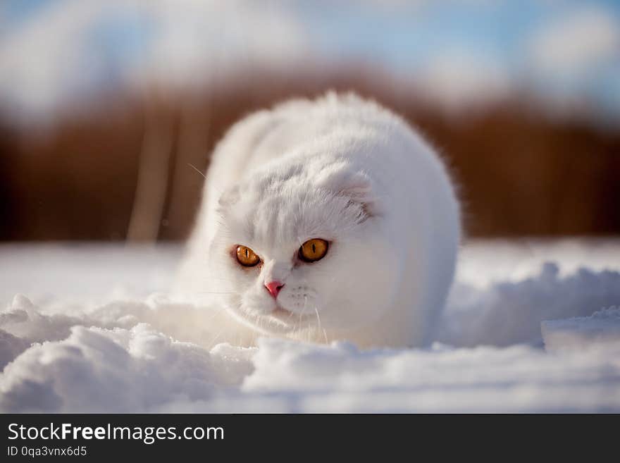 White cottish Fold cat portrait in winter field. White cottish Fold cat portrait in winter field