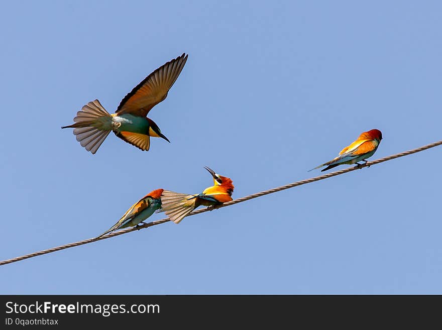 Bee-eater, European bee-eater bird on power line wire, apiaster, merops, yellow, blue, colorful, green, wildlife, beak, animal, motley, beautiful, couple, exotic, feather, feeding, red, bienenfresseer, colony, colorfull, colors, colourfull, eurasian, flyer, italy, move, spring, branch, nature, perch, africa, beauty, breeding, bright, claw, fauna, freedom, glance, glider, gull, metallic, missile, multicolor. Bee-eater, European bee-eater bird on power line wire, apiaster, merops, yellow, blue, colorful, green, wildlife, beak, animal, motley, beautiful, couple, exotic, feather, feeding, red, bienenfresseer, colony, colorfull, colors, colourfull, eurasian, flyer, italy, move, spring, branch, nature, perch, africa, beauty, breeding, bright, claw, fauna, freedom, glance, glider, gull, metallic, missile, multicolor