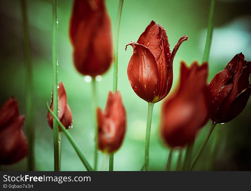 Colorful red tulip flowers with rain drops on buds