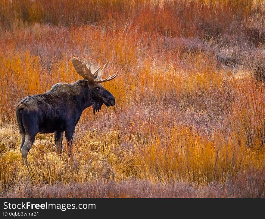 Bull Moose In Profile In Autumn Willows